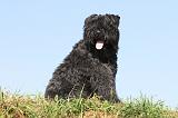 BOUVIER DES FLANDRES 071